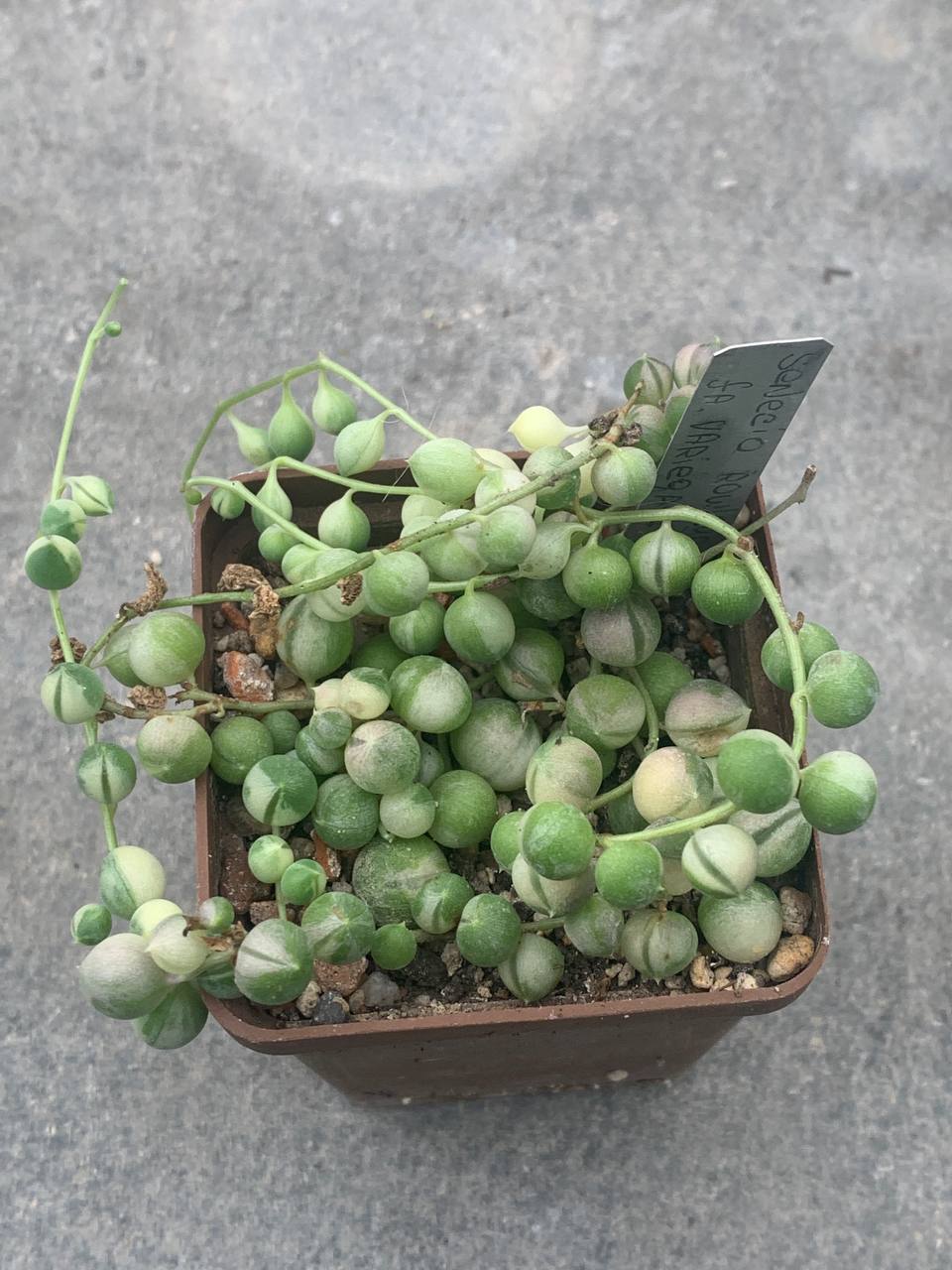 Aeonium Floresens variegata