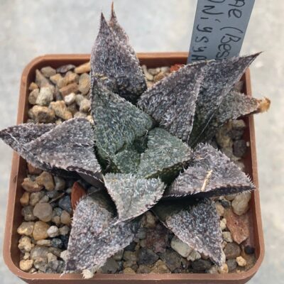 Haworthia emelyae х cv. ‘Oniyasya’