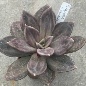 Echeveria xichuensis