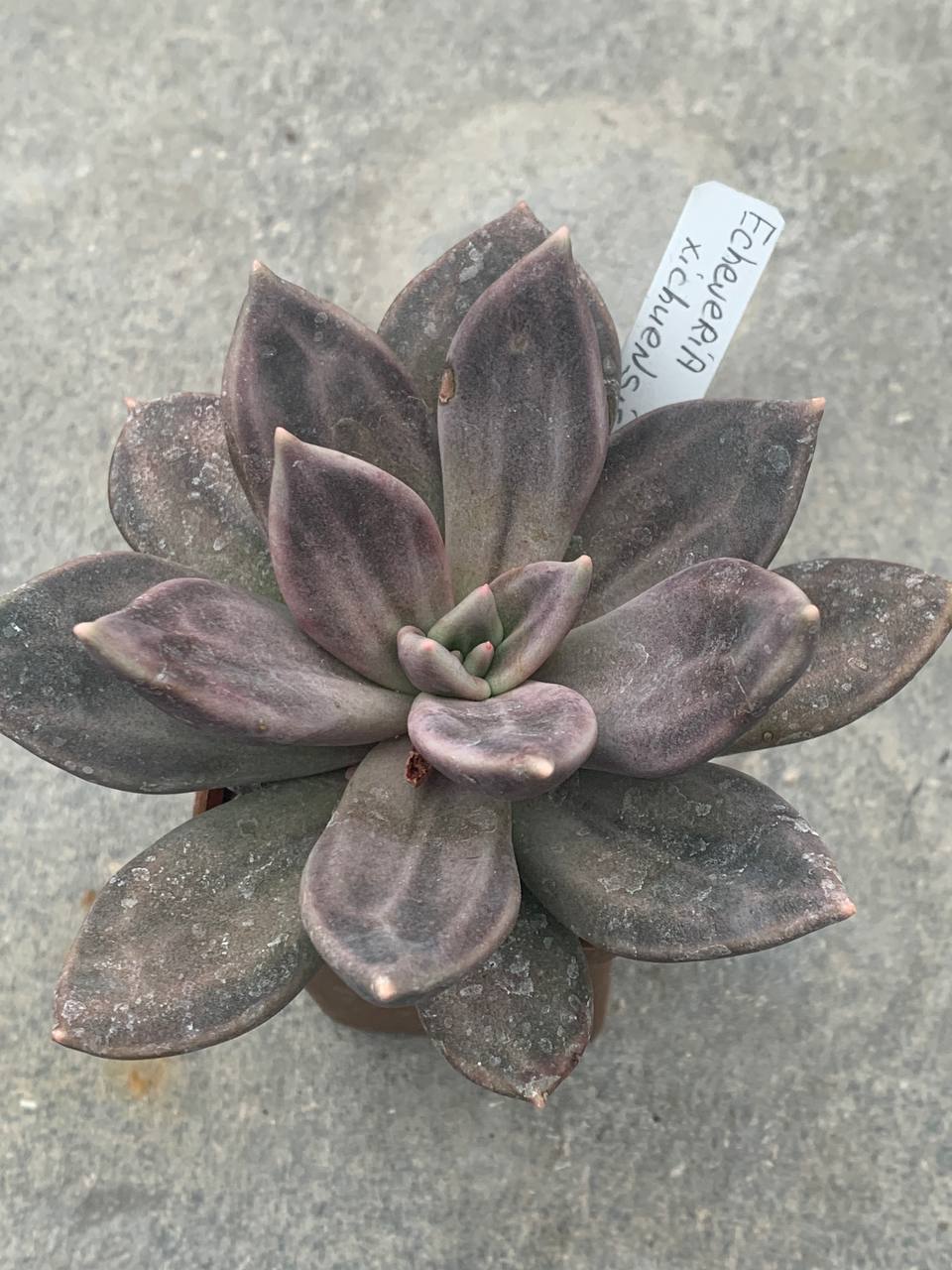 Echeveria xichuensis