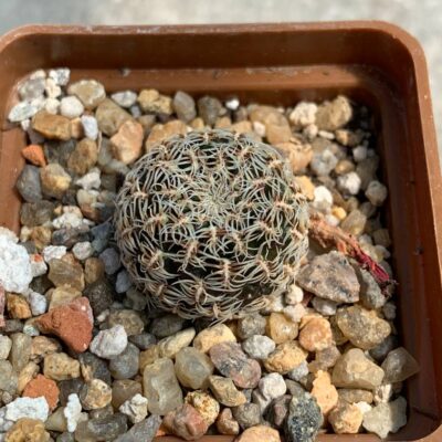 Sulcorebutia purpurea  EK 5101