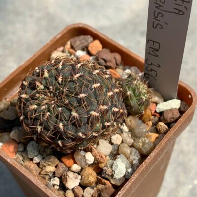 Sulcorebutia posopayensis EM 356