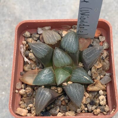 Haworthia bayeri RiB 0071 (Uniondale)