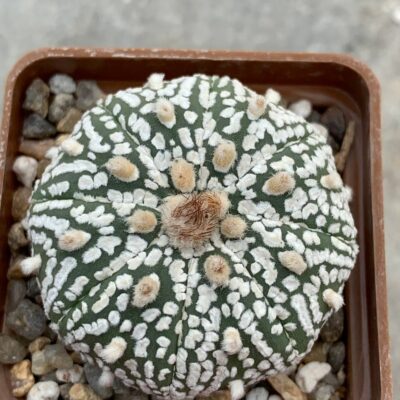 Astrophytum asterias “Super Kabuto” hybr