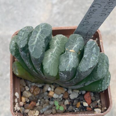 Haworthia truncata cv ‘Gyokuichi’ hybr