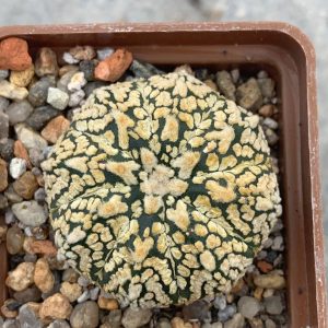 Astrophytum asterias “Super Kabuto” V-type