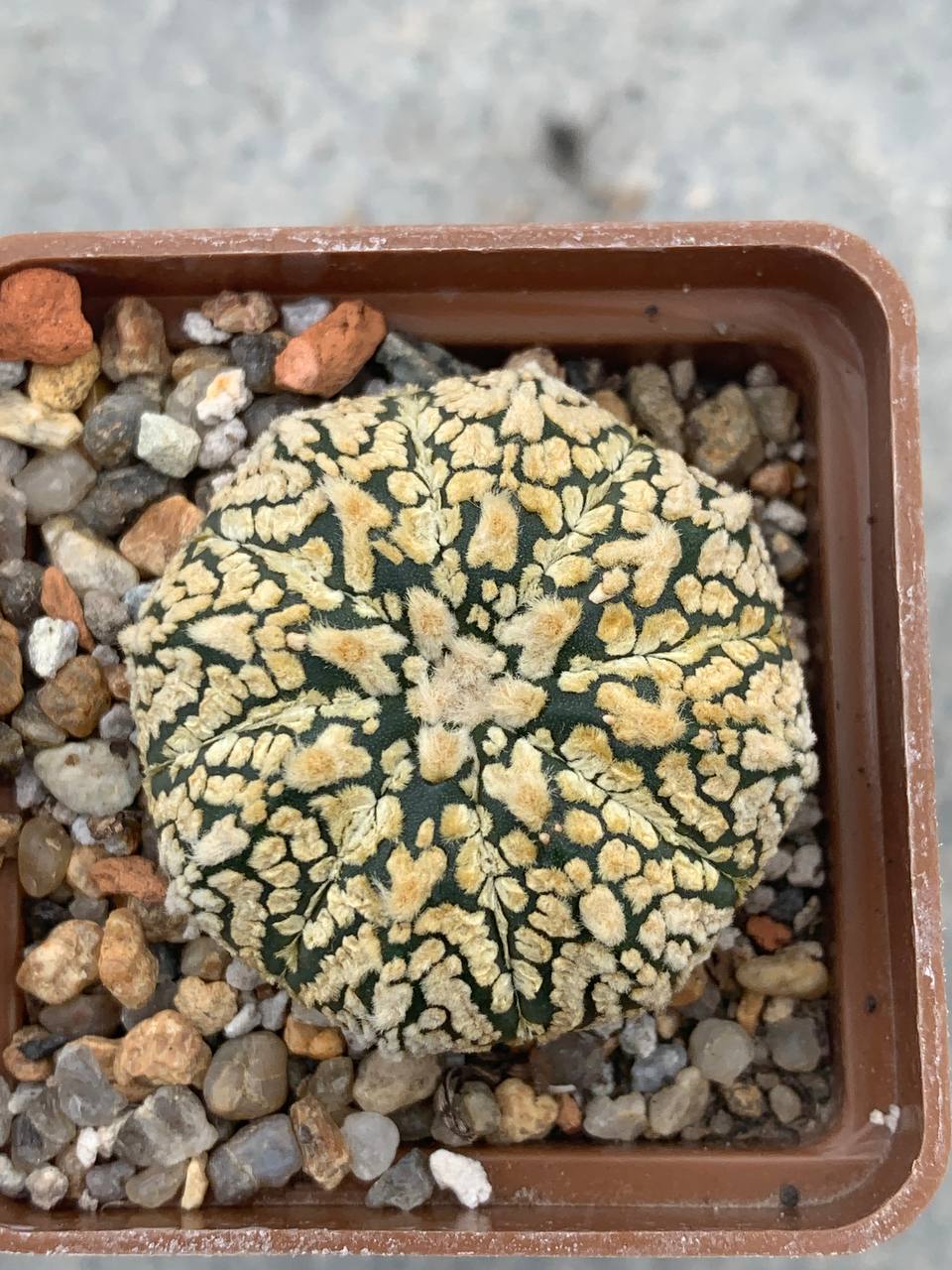 Astrophytum asterias “Super Kabuto” V-type