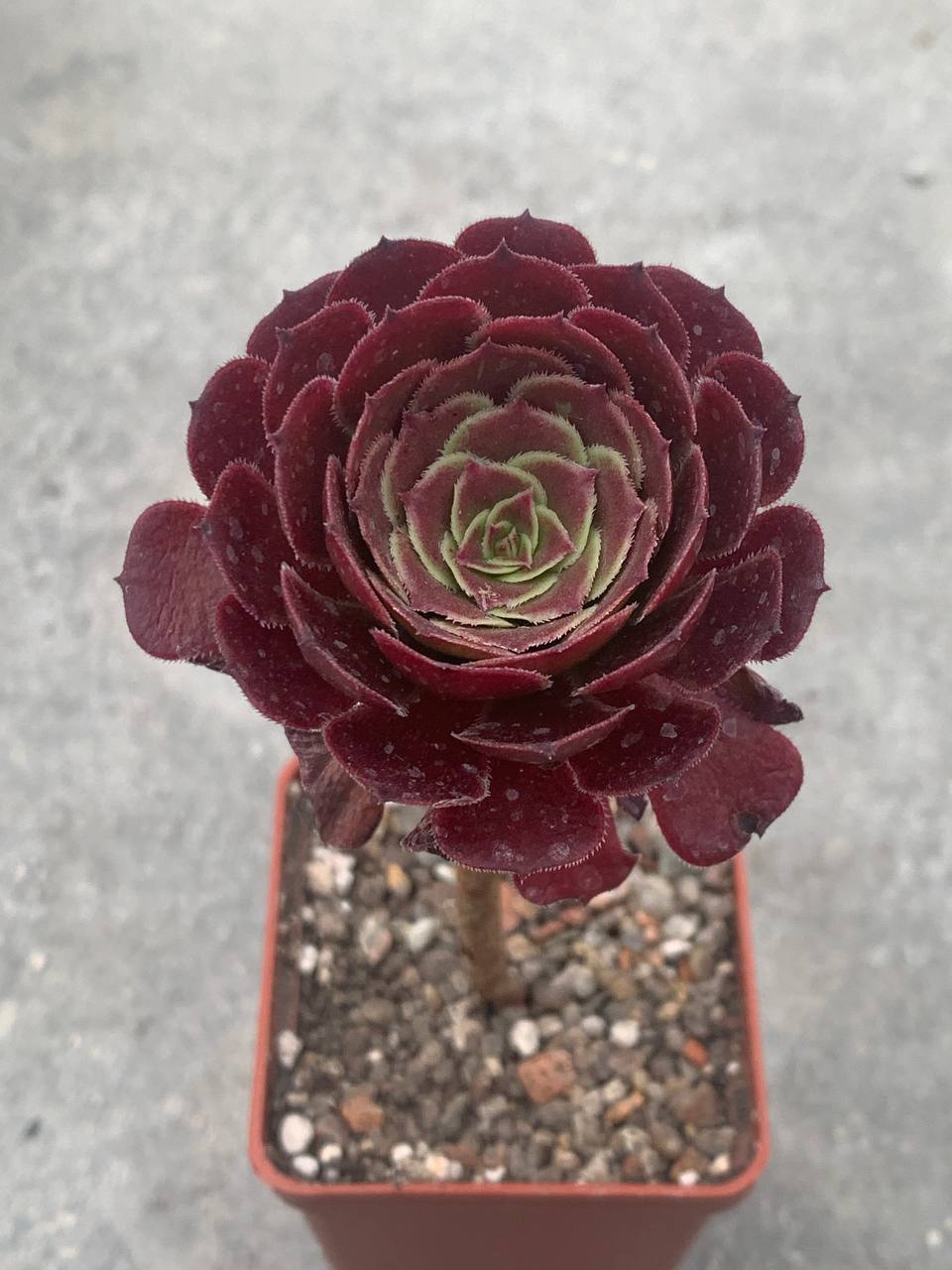 Aeonium cv. ‘Morticia’