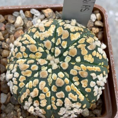 Astrophytum asterias “Super Kabuto”