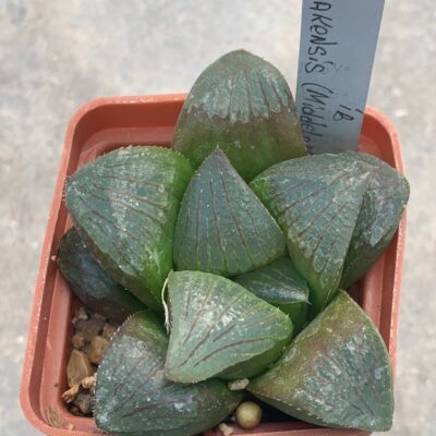 Haworthia springbokulakensis (Middelpas)