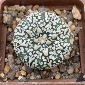 Astrophytum asterias “Super Kabuto” V-type