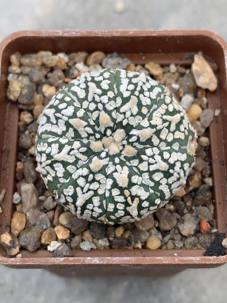 Astrophytum asterias “Super Kabuto” V-type