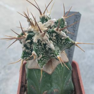 Astrophytum ornatum ‘Hannya’ Pavlica 20
