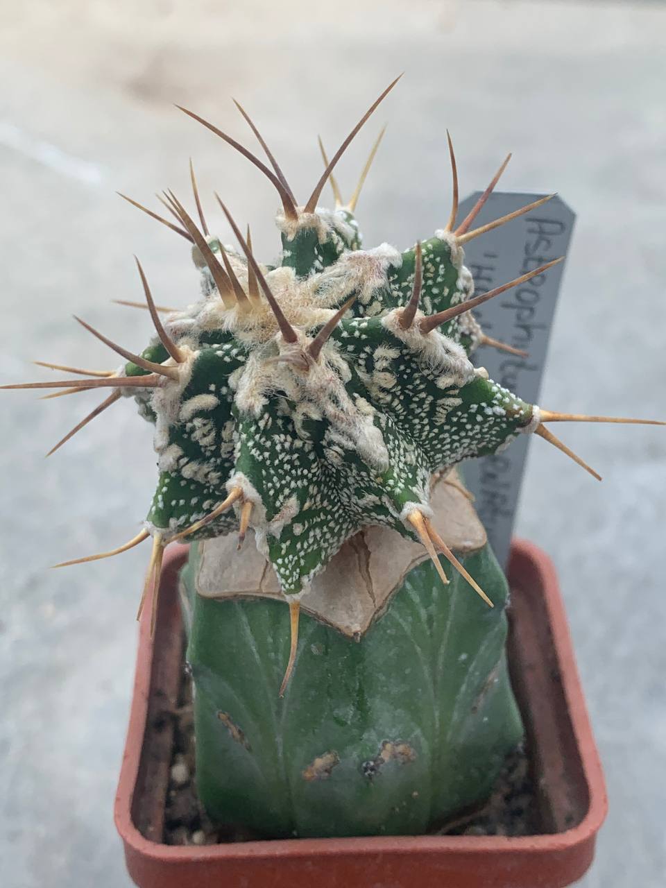 Astrophytum ornatum ‘Hannya’ Pavlica 20