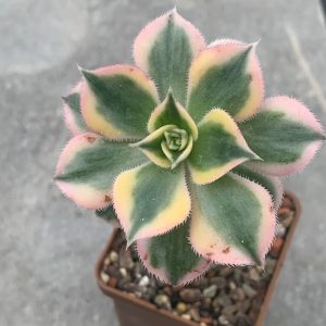 Aeonium cv ‘Sunburst’