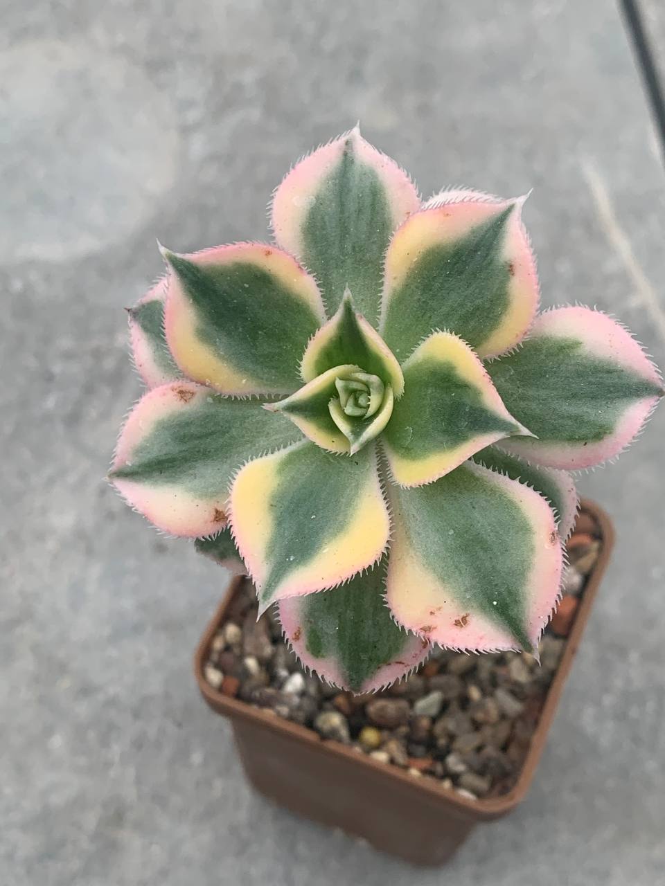 Aeonium cv ‘Sunburst’