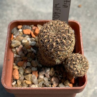 Sulcorebutia albissima WF 40/13