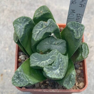 Haworthia truncata (Super Mo)
