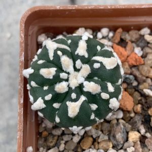Astrophytum asterias hybr V-type