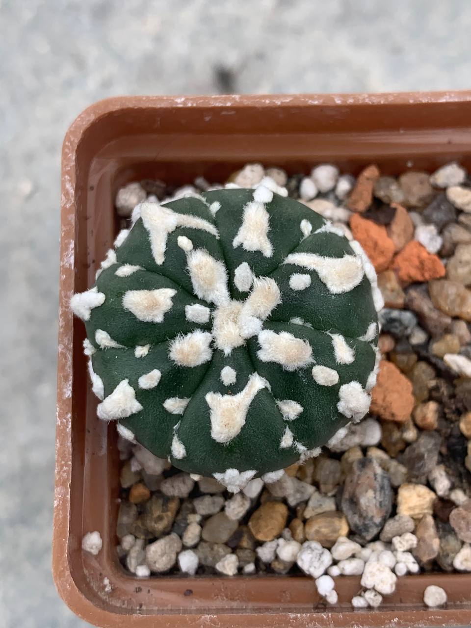 Astrophytum asterias hybr V-type