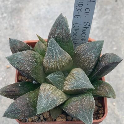 Haworthia cv ‘Shocora’ HRX 6 (Chocolate x kegani)