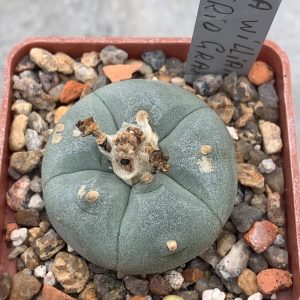 Lophophora williamsii var texana (Rio Grande)