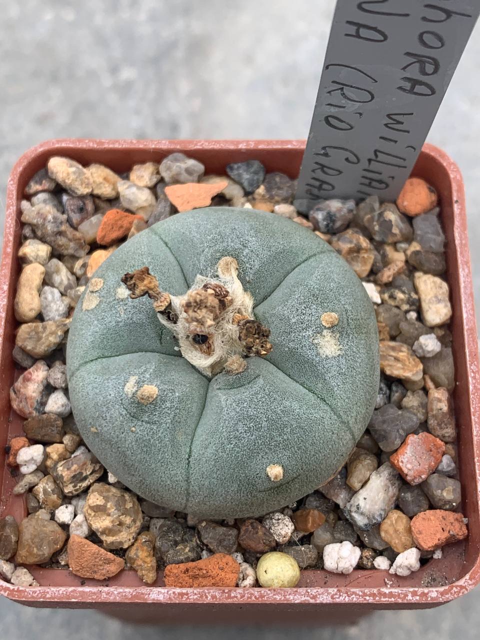 Lophophora williamsii var texana (Rio Grande)