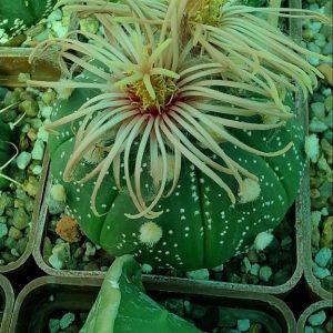 Astrophytum asterias ‘SK’ x (senile v. aureum) hybr Rose flower