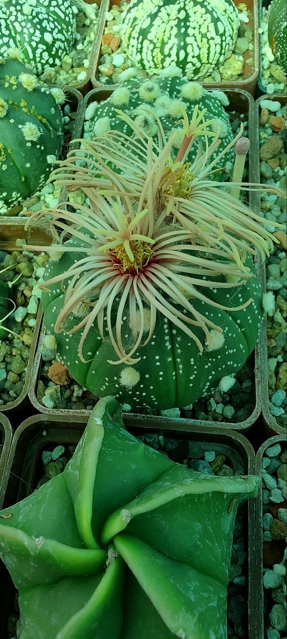 Astrophytum asterias ‘SK’ x (senile v. aureum) hybr Rose flower
