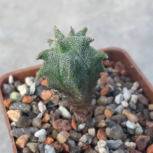 Astrophytum myriostigma *Kikko*