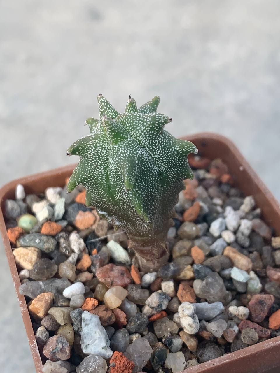 Astrophytum myriostigma *Kikko*