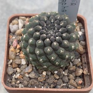 Neochilenia aerocarpa