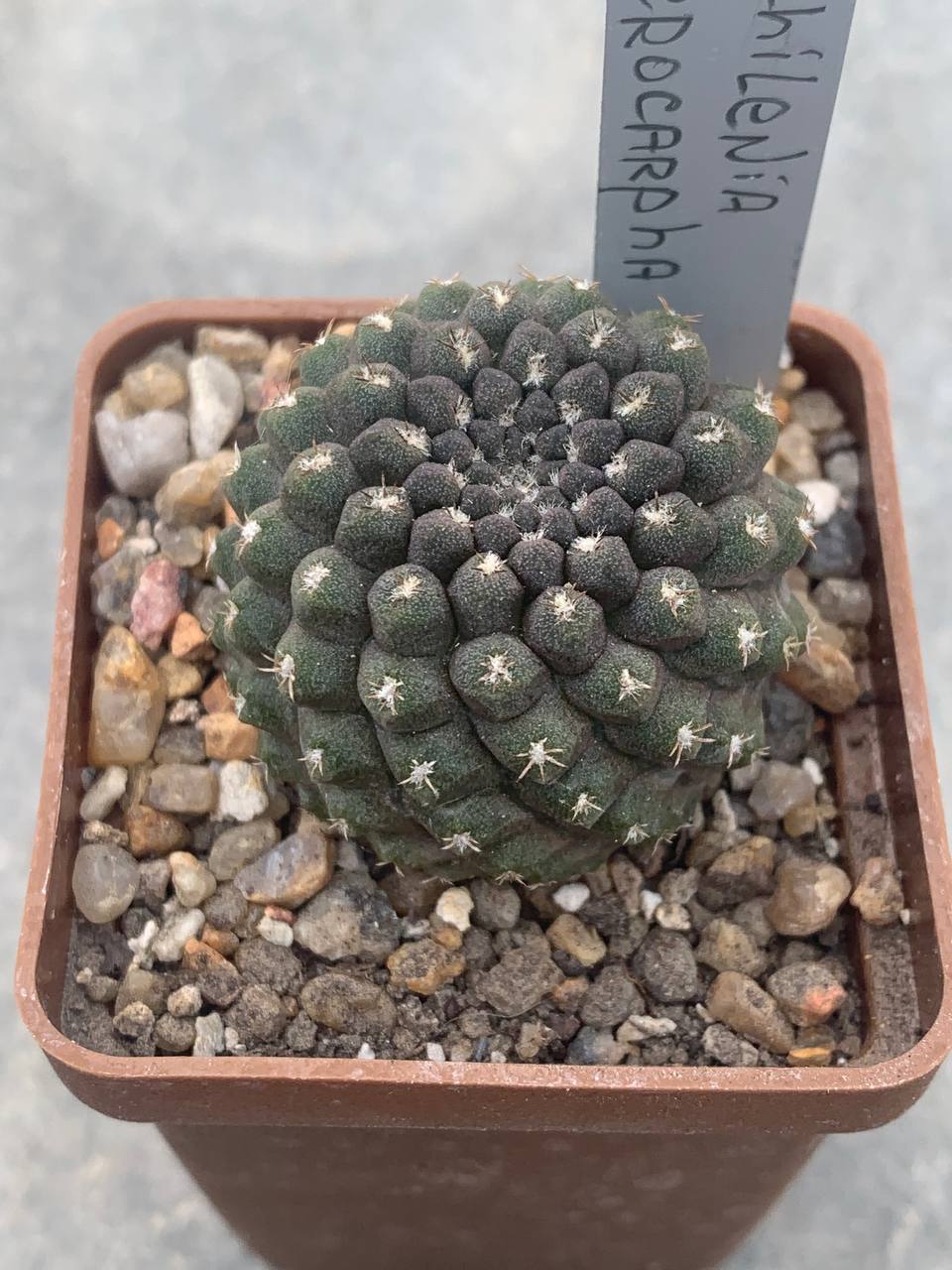 Neochilenia aerocarpa