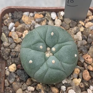 Lophophora fricii (La Pe)