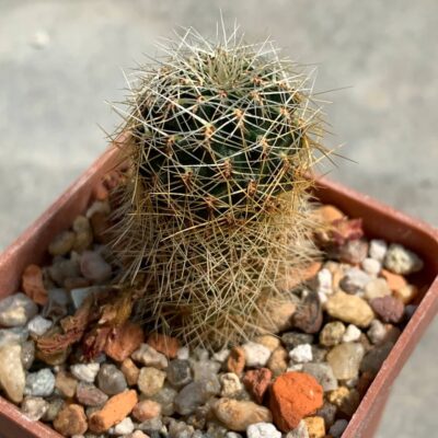Sulcorebutia vasquesiana WF 21