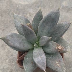Echeveria xichuensis RUS 565