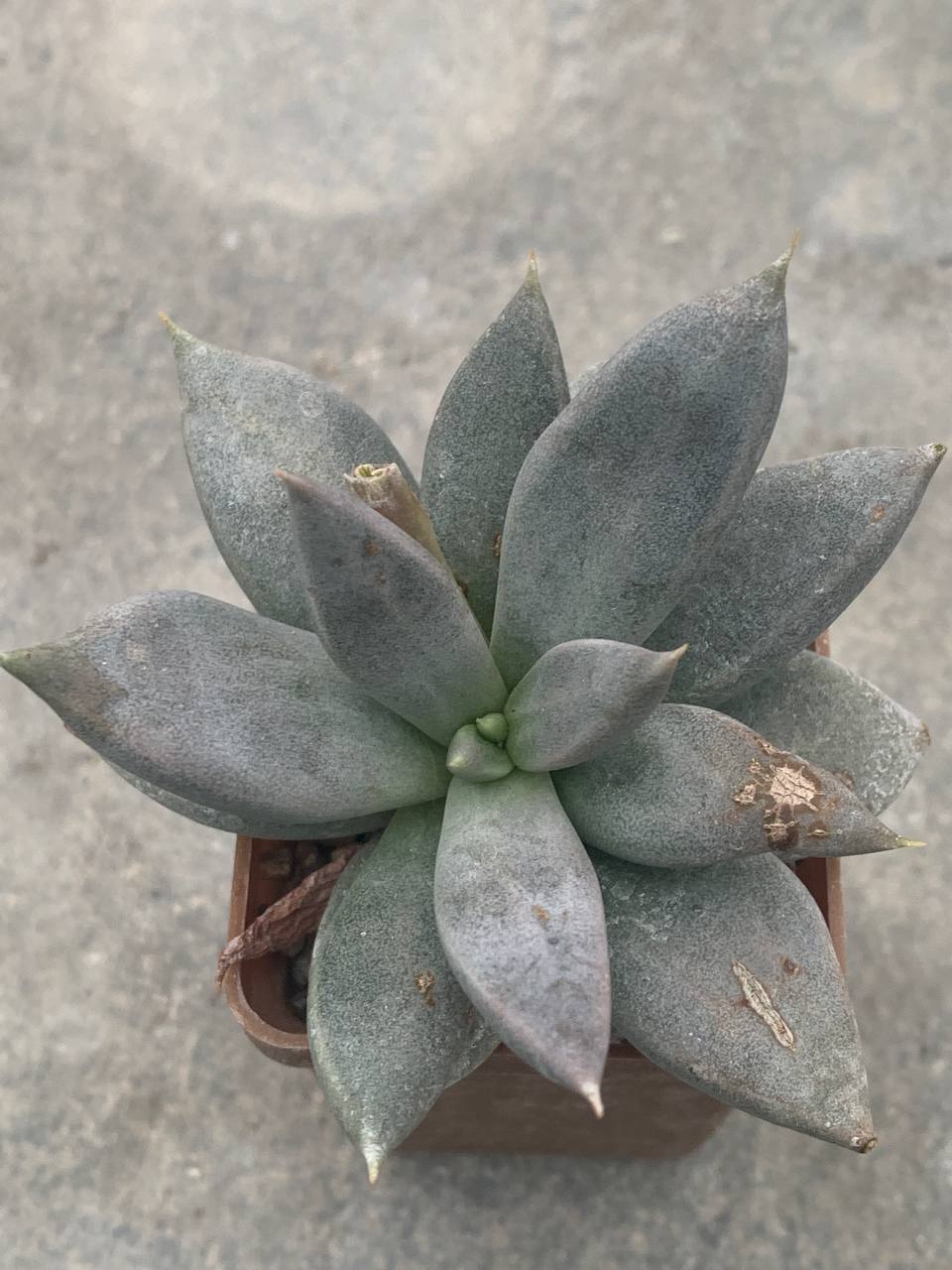 Echeveria xichuensis RUS 565