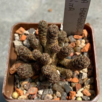 Sulcorebutia taratensis var. minima