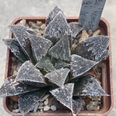 Haworthia cv. ‘Kombayner’ (Yukiusagi hybr)