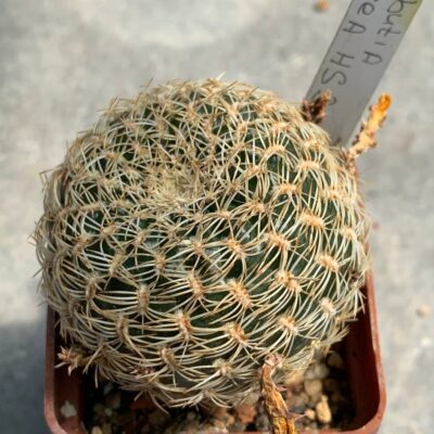 Sulcorebutia arenacea HS 30