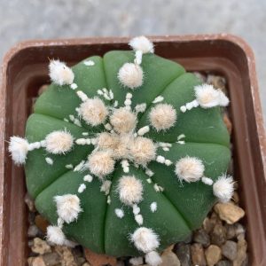Astrophytum asterias ‘ooibo’ hybr (Loran)
