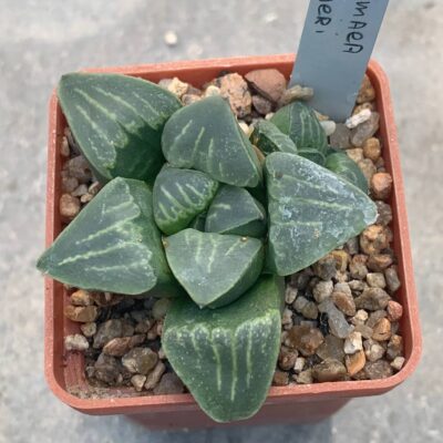 Haworthia pygmaea x bayeri