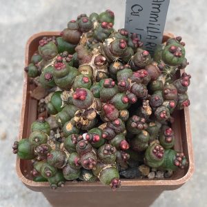 Mammillaria bocasana cv. ‘Fred’
