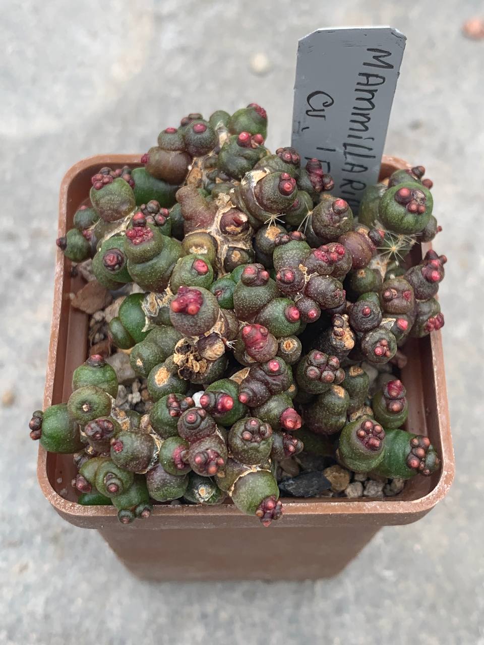 Mammillaria bocasana cv. ‘Fred’