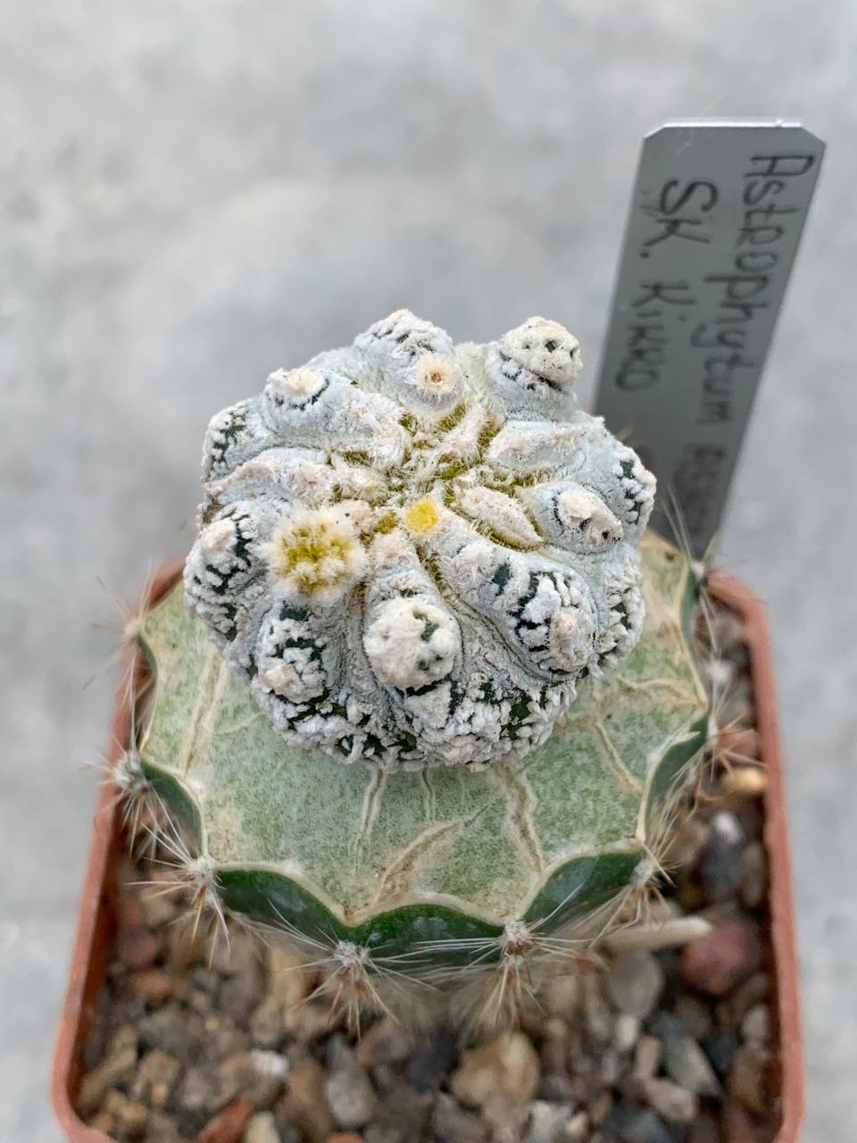 Astrophytum asterias ‘Kikko’
