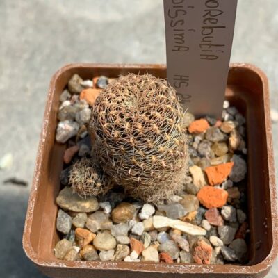 Sulcorebutia albissima HS 24