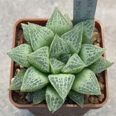 Haworthia emelyae var mayor cv ‘Sasameyuki’