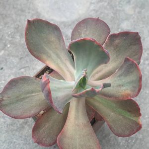 Echeveria cantery fa variegata