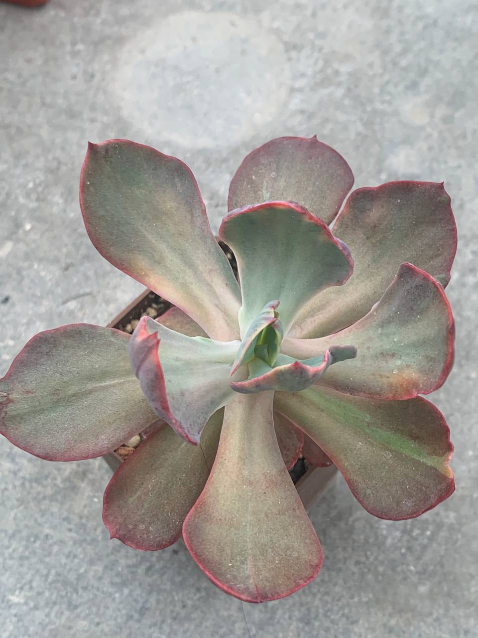 Echeveria cantery fa variegata
