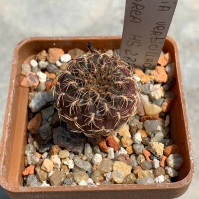 Sulcorebutia verticillacantha var cuprea HS 273